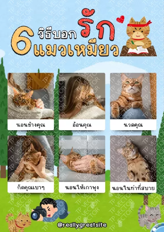 6 วิธีบอกรักแมวเหมี๋ยว